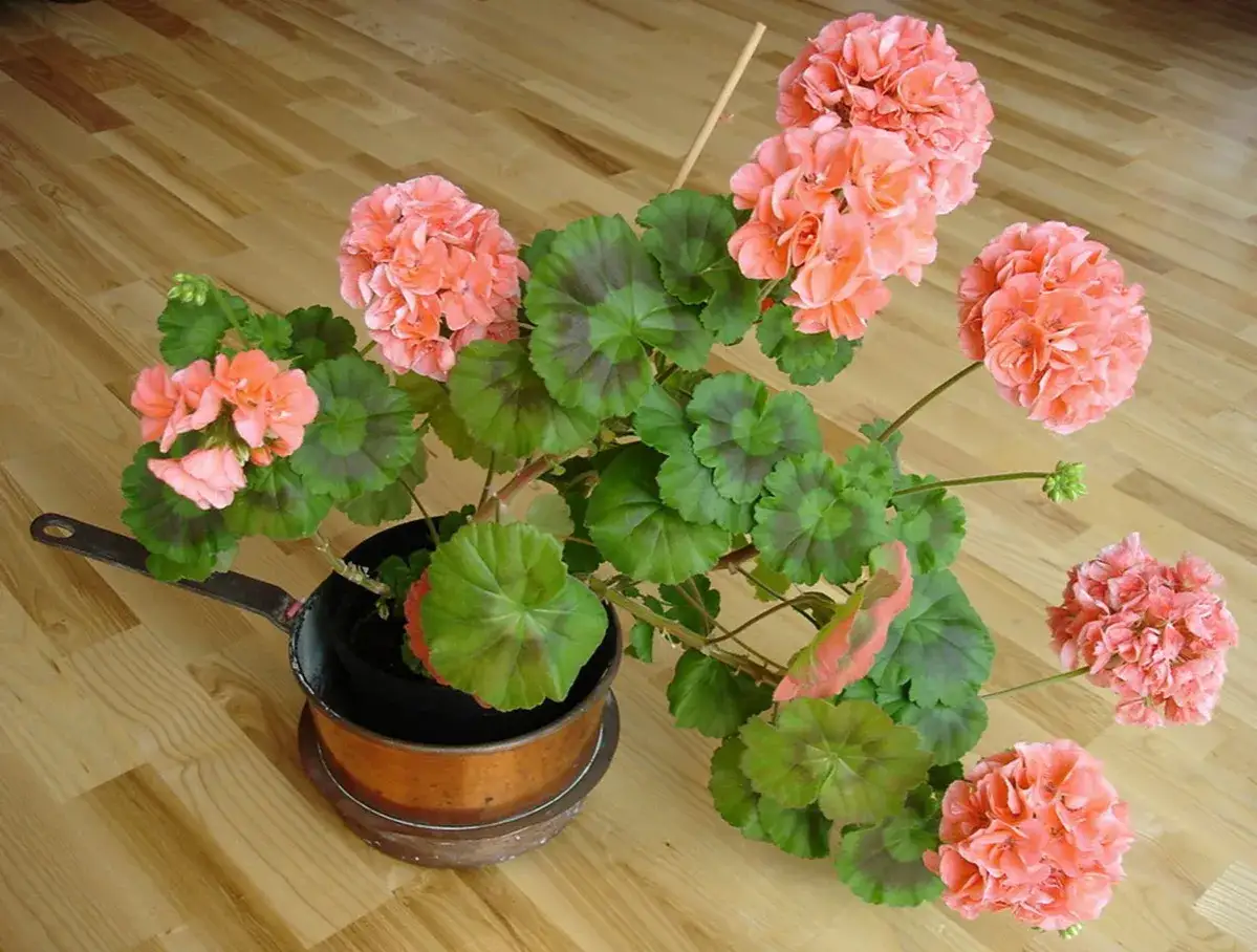 En kruka med rosa pelargoner som v&auml;ntar p&aring; att klippa ner p&aring; v&aring;ren. Blommorna &auml;r i full blom.