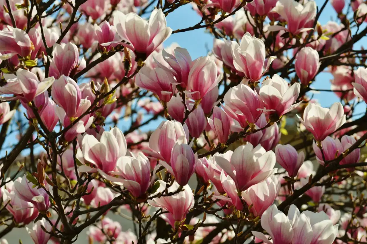 Magnolie kwitnące na różowo i biało, pokazujące, jak szybko rośnie magnolia.