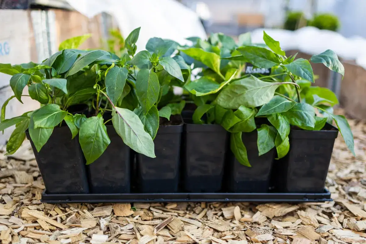 Små plantor i svarta krukor, redo att planteras. Kanske blir det chili, paprika eller till och med så tagetes i sommar.