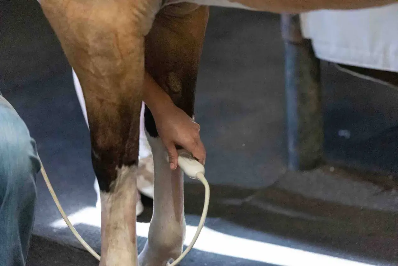 Un vétérinaire examine la jambe d'un cheval avec une sonde échographique, cherchant des signes de tendinite.
