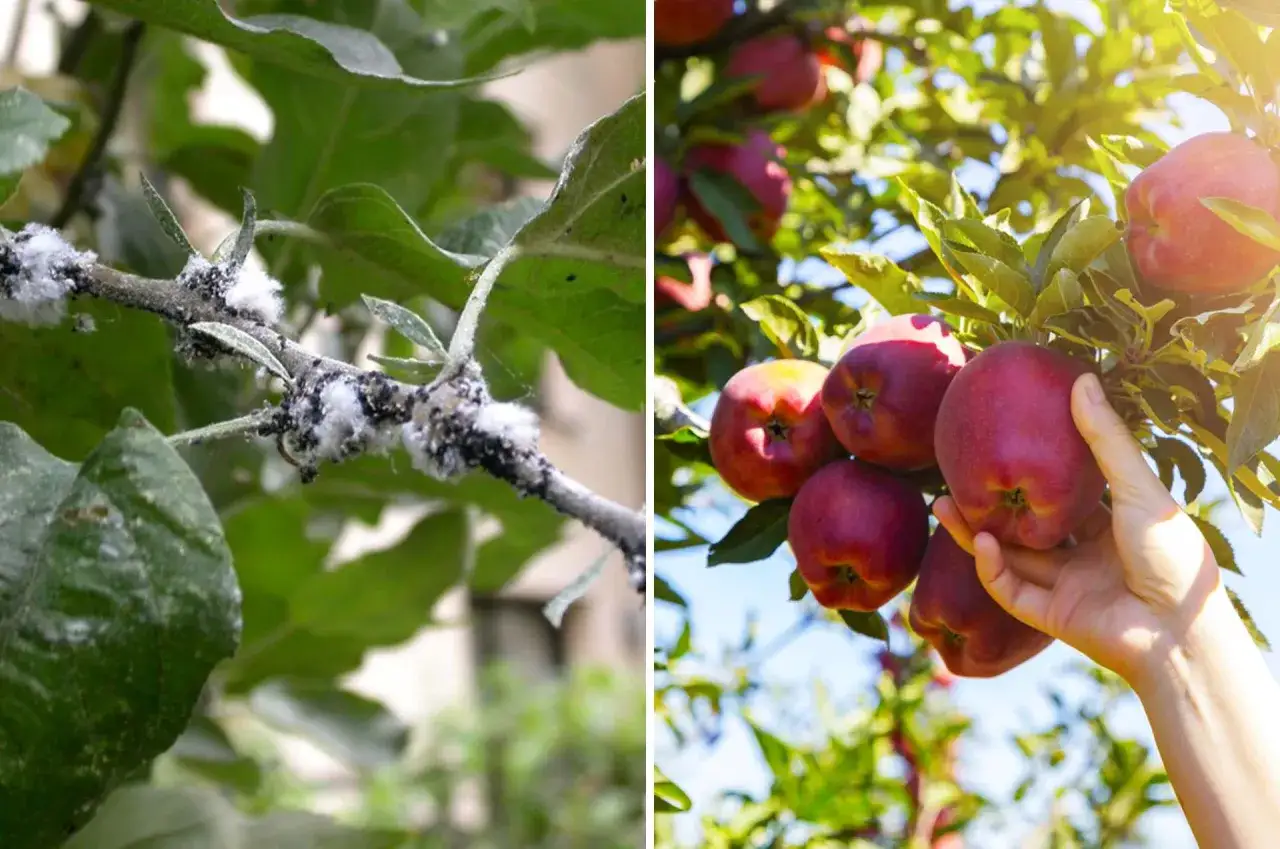 Gros plan sur une branche d'arbre infestée de pucerons blancs et de leurs nids cotonneux, contrastant avec une main cueillant des pommes rouges mûres sur un autre arbre.