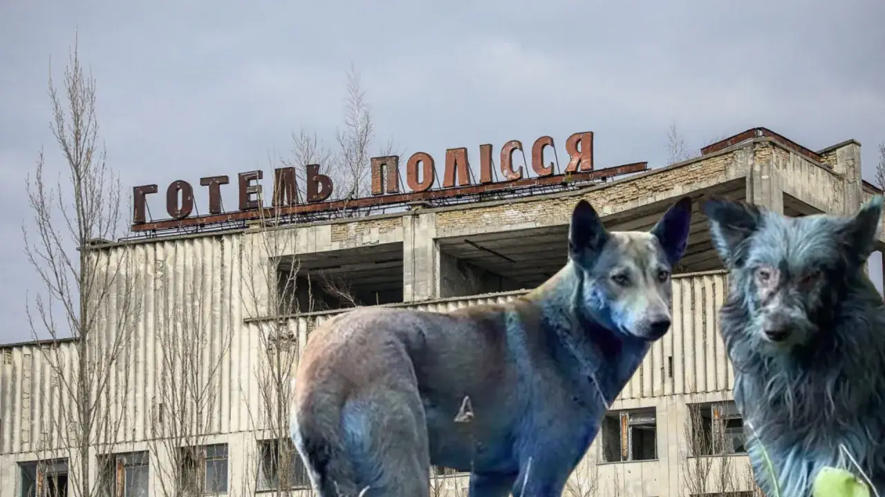 Dwa psy, jeden z niebieskim językiem, stoją przed opuszczonym hotelem 