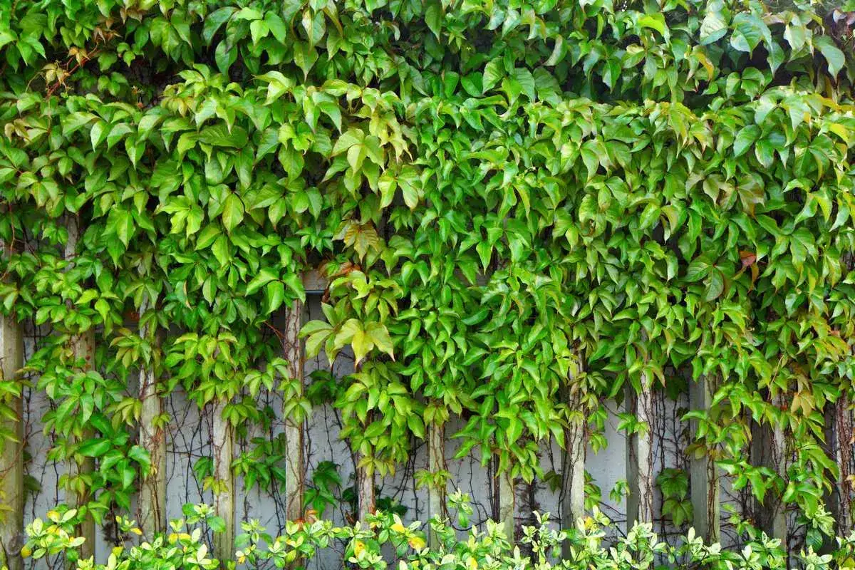 Comment cacher un vilain mur extérieur : une vigne luxuriante recouvre un mur, créant un écran végétal dense et esthétique.