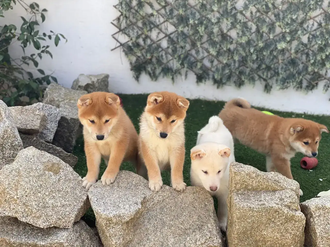 Tiernos cachorros Shiba Inu posan entre rocas. ¡Sus opiniones sobre el juego son adorables!