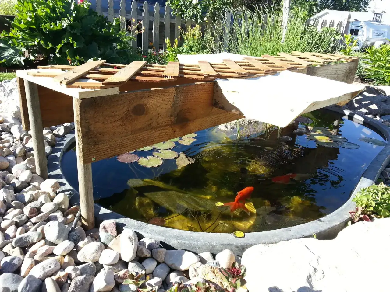 Un abri en bois ombrage un bassin de poissons rouges, une astuce pour comment refroidir de l'eau en été.