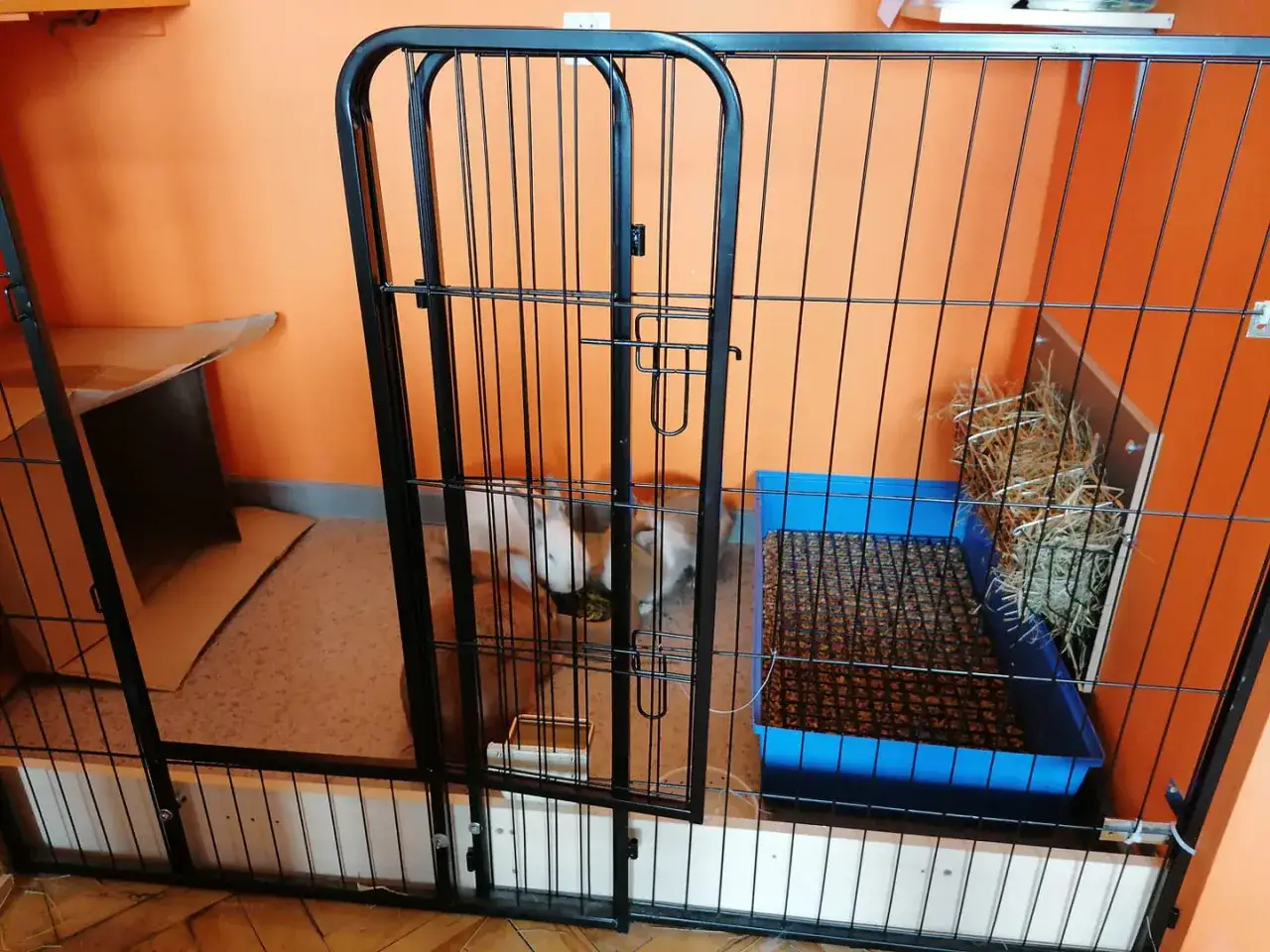 Klatka dla królika miniaturki: przestronna, z kuwetą, siankiem i kartonowym domkiem. Tak powinna wyglądać klatka dla królika miniaturki.