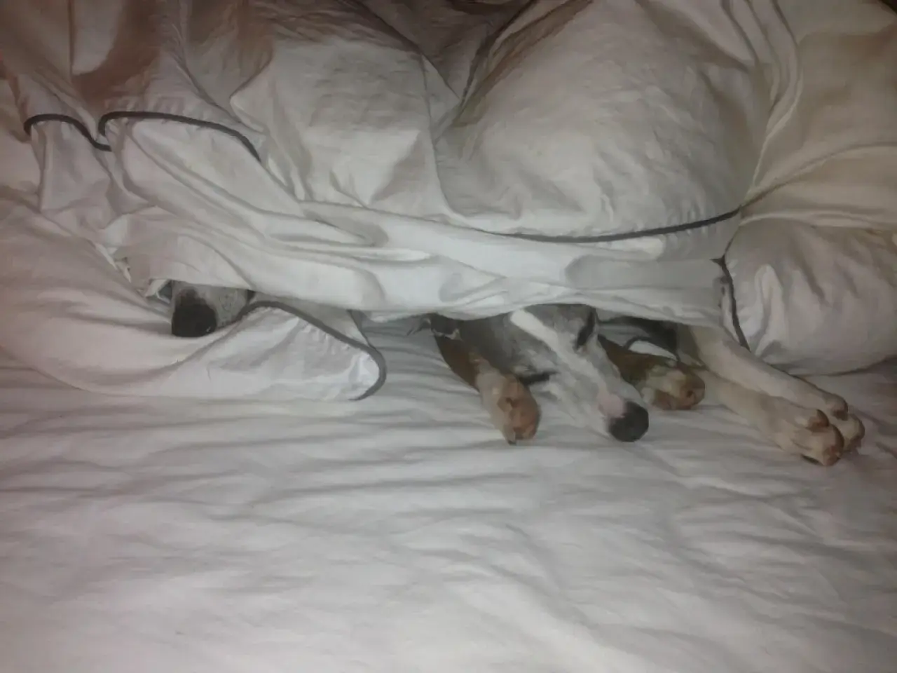 Zwei Hunde kuscheln sich unter einer Decke. Vielleicht ist das die Antwort auf die Frage, warum schlafen Hunde unter der Decke: Sie suchen Wärme und Geborgenheit.