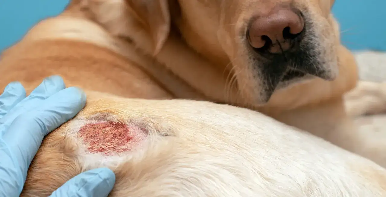 Un veterinario examina una herida irritada en la piel de un perro. Mi perro se rasca mucho y parece tener una infección.