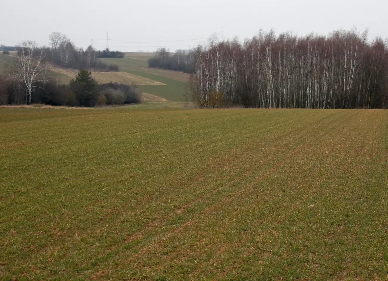 Wiosenne pole zbóż, gotowe na dokarmianie dolistne. W tle las brzozowy i pola.