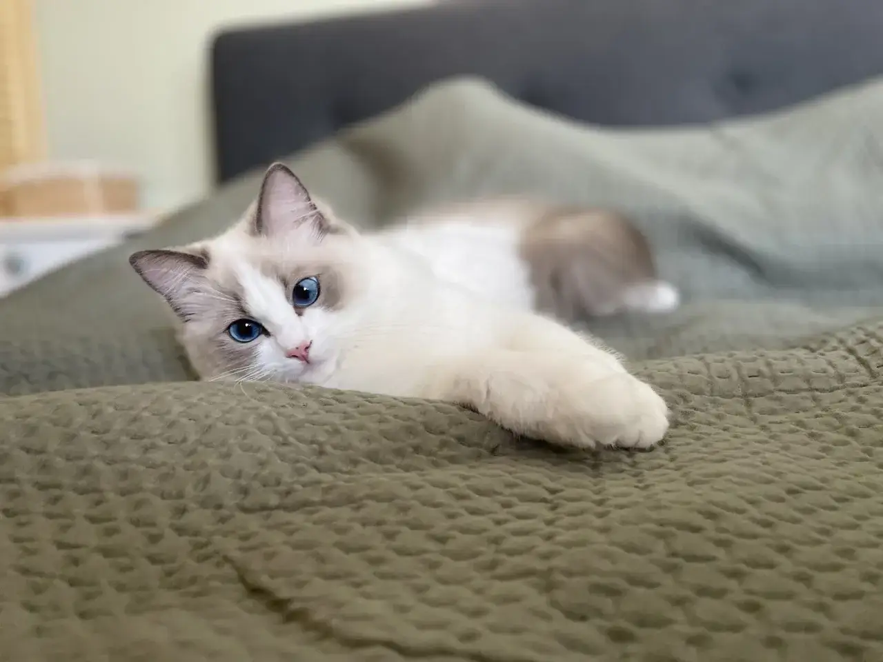 Uroczy ragdoll z niebieskimi oczami leży na zielonej pościeli, otoczony miękkością.