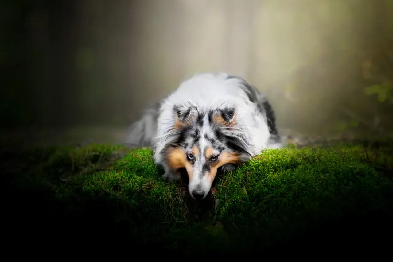 Piękny pies rasy sheltie leży na mchu w lesie, z oczami pełnymi zadumy.