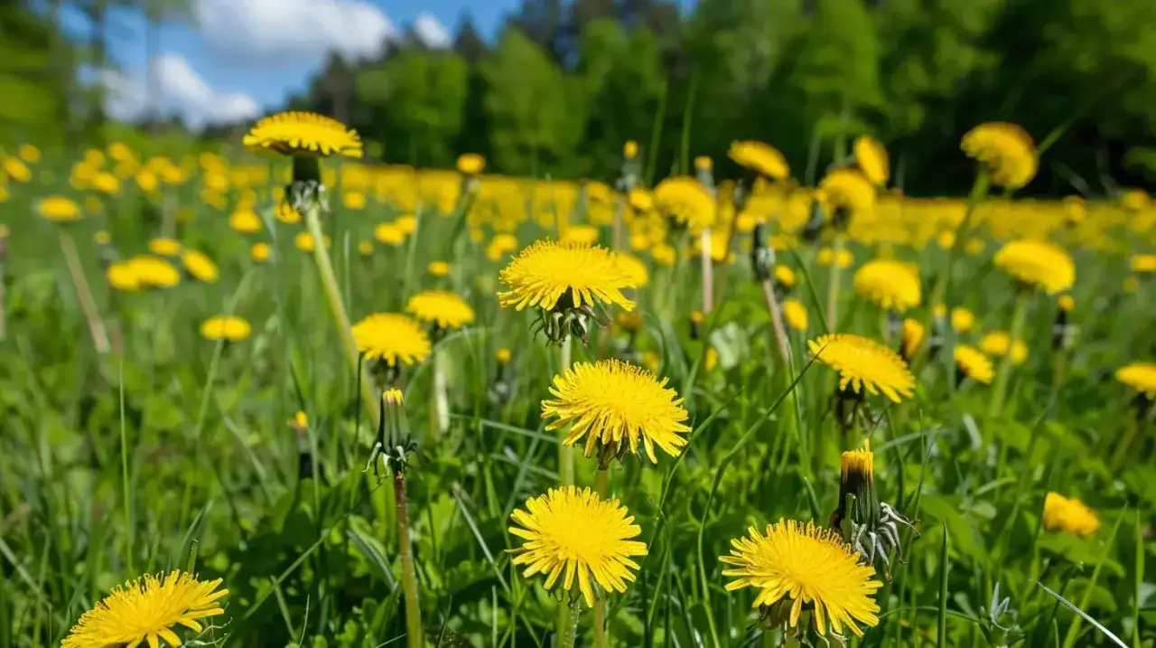 Pole pełne żółtych mniszków, idealnych na nalewkę z mniszka. Słońce i zieleń tworzą wiosenną idyllę.