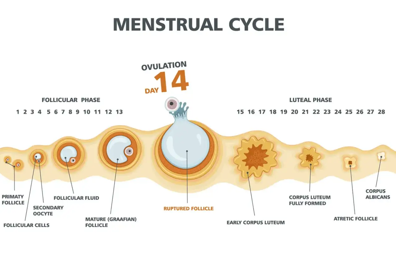 Ilustraci&oacute;n del ciclo menstrual, mostrando la ovulaci&oacute;n el d&iacute;a 14. &Uacute;til para entender el retraso regla.