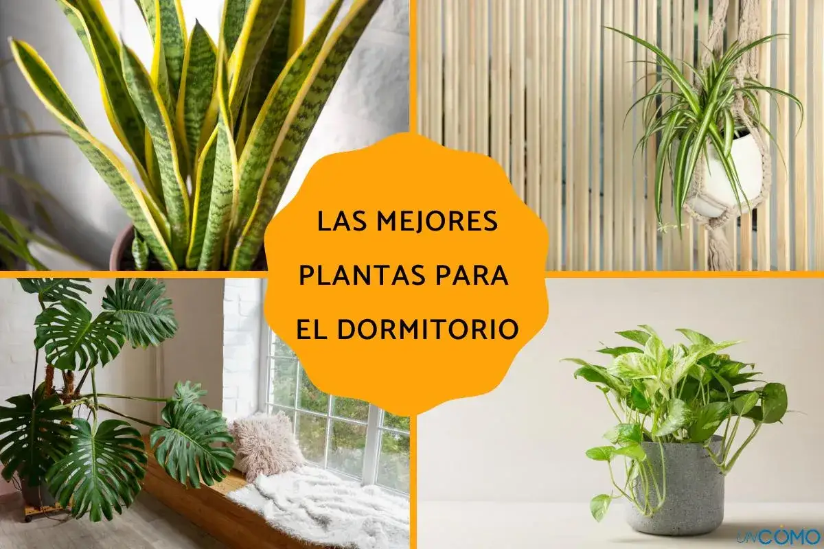 Las mejores plantas para dormitorio: Sansevieria, Potos, Cinta y Monstera.