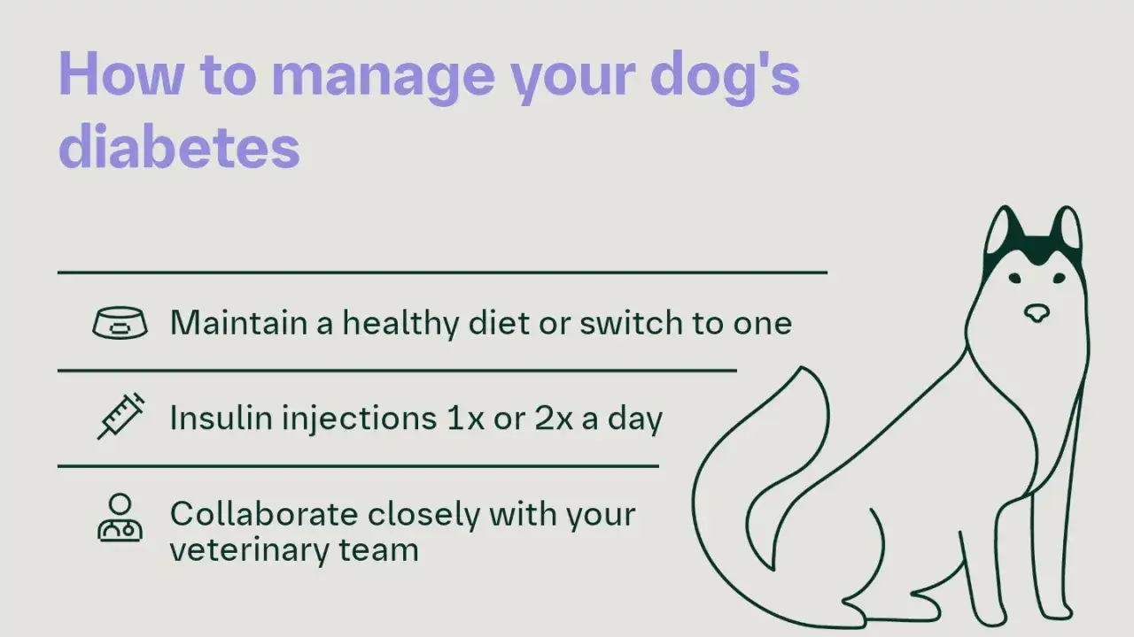 Guía para manejar la diabetes en perros: dieta, inyecciones de insulina y equipo veterinario.