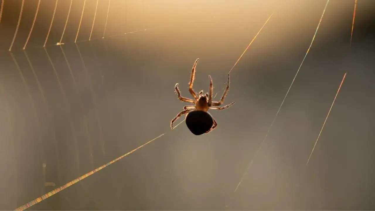 Araña tejiendo su red, un sueño con telarañas iluminado por el sol.
