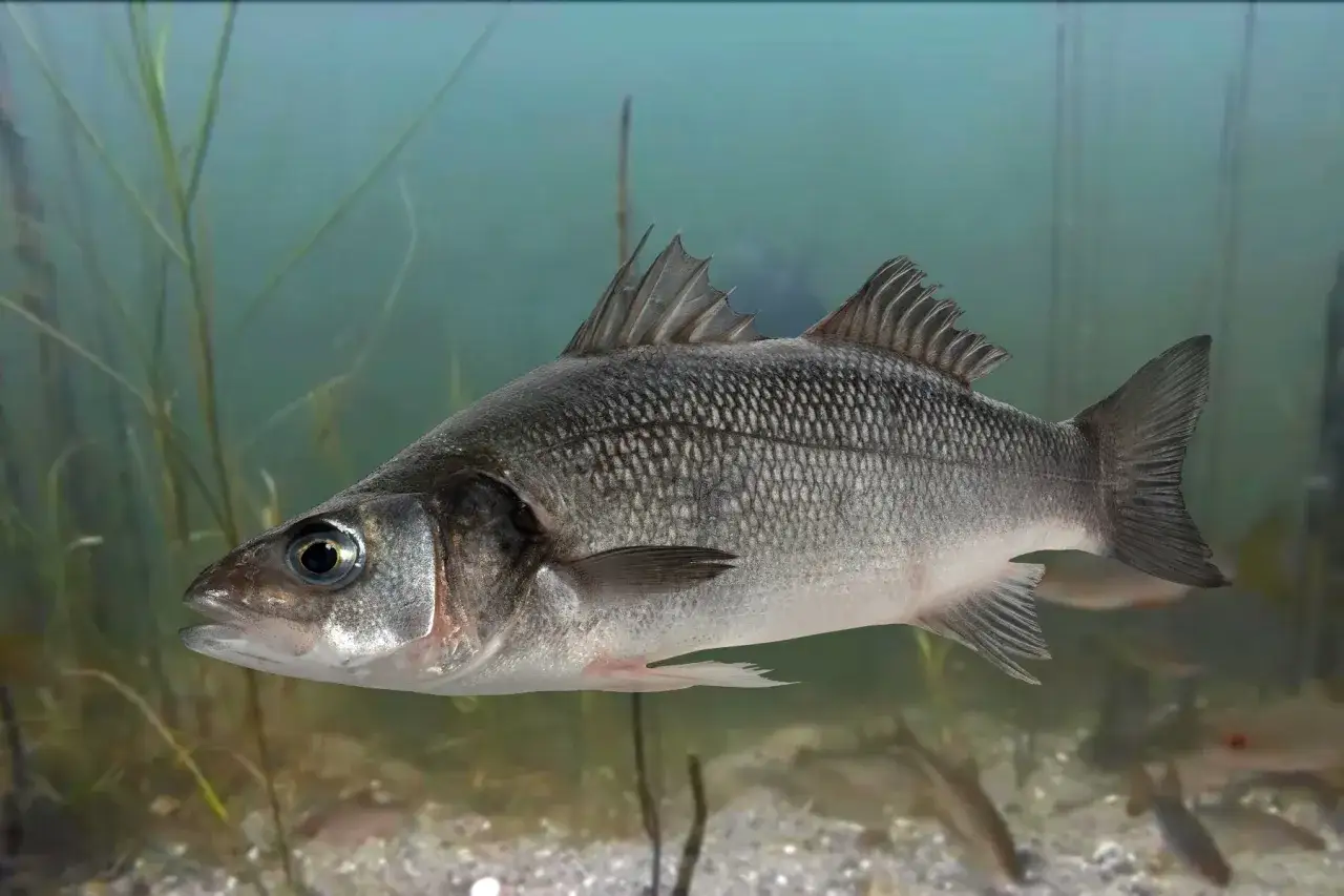 Ein silberner Fisch, ein sea bass deutsch, schwimmt im klaren Wasser zwischen Wasserpflanzen.