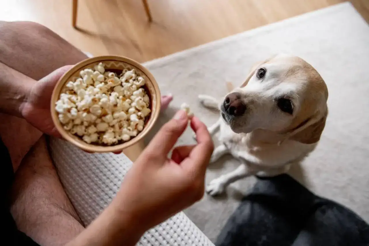 Un perro mira atentamente mientras le ofrecen una palomita. &iexcl;S&iacute;, los perros pueden comer palomitas!