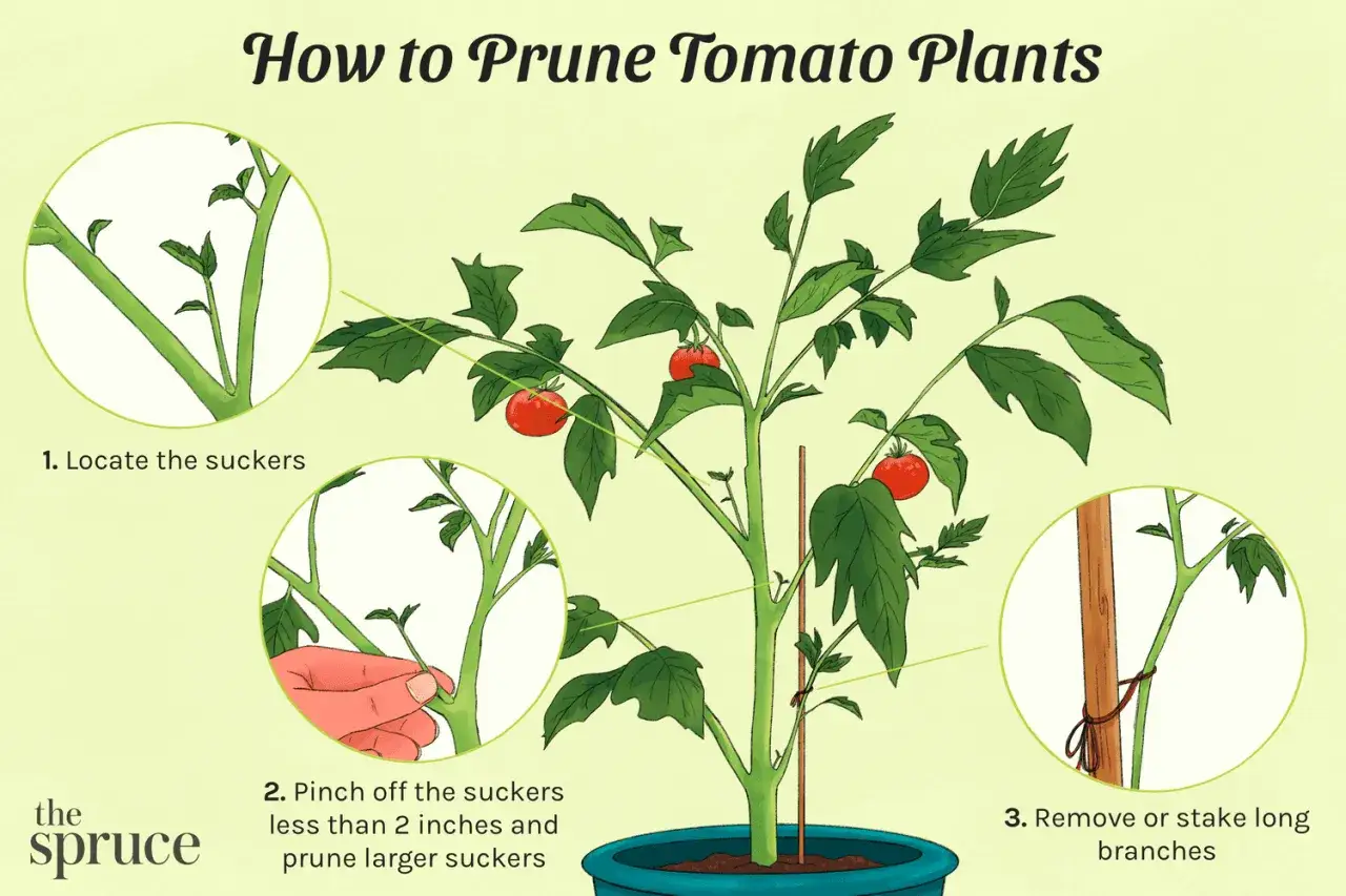 Illustration montrant comment pincer les tomates. On y voit une plante de tomate avec des encarts expliquant comment rep&eacute;rer, pincer les gourmands et attacher les branches.