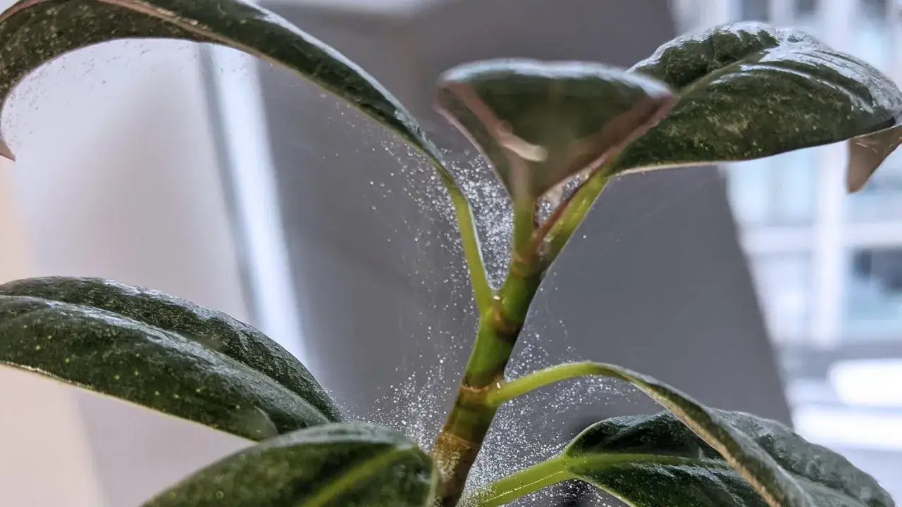 Toiles fines et minuscules points blancs sur une plante, signe d'acariens sur les plantes.