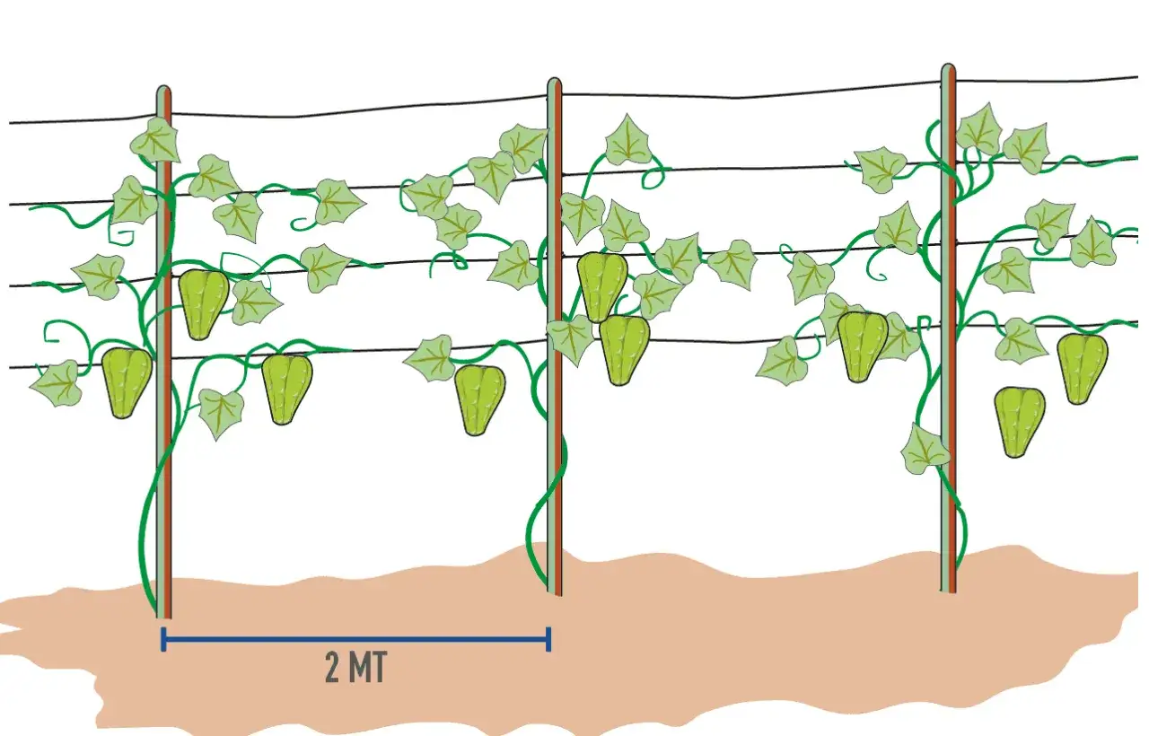 Piante di zucca spinosa rampicanti su pali e fili, con frutti verdi pendenti.