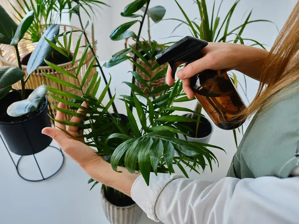 Persona rocía plantas de interior con un spray de jabón potásico para cuidarlas.