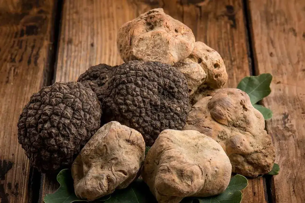 Un tas de truffes noires et blanches, dont la truffe la plus chère, reposent sur un fond de bois rustique.