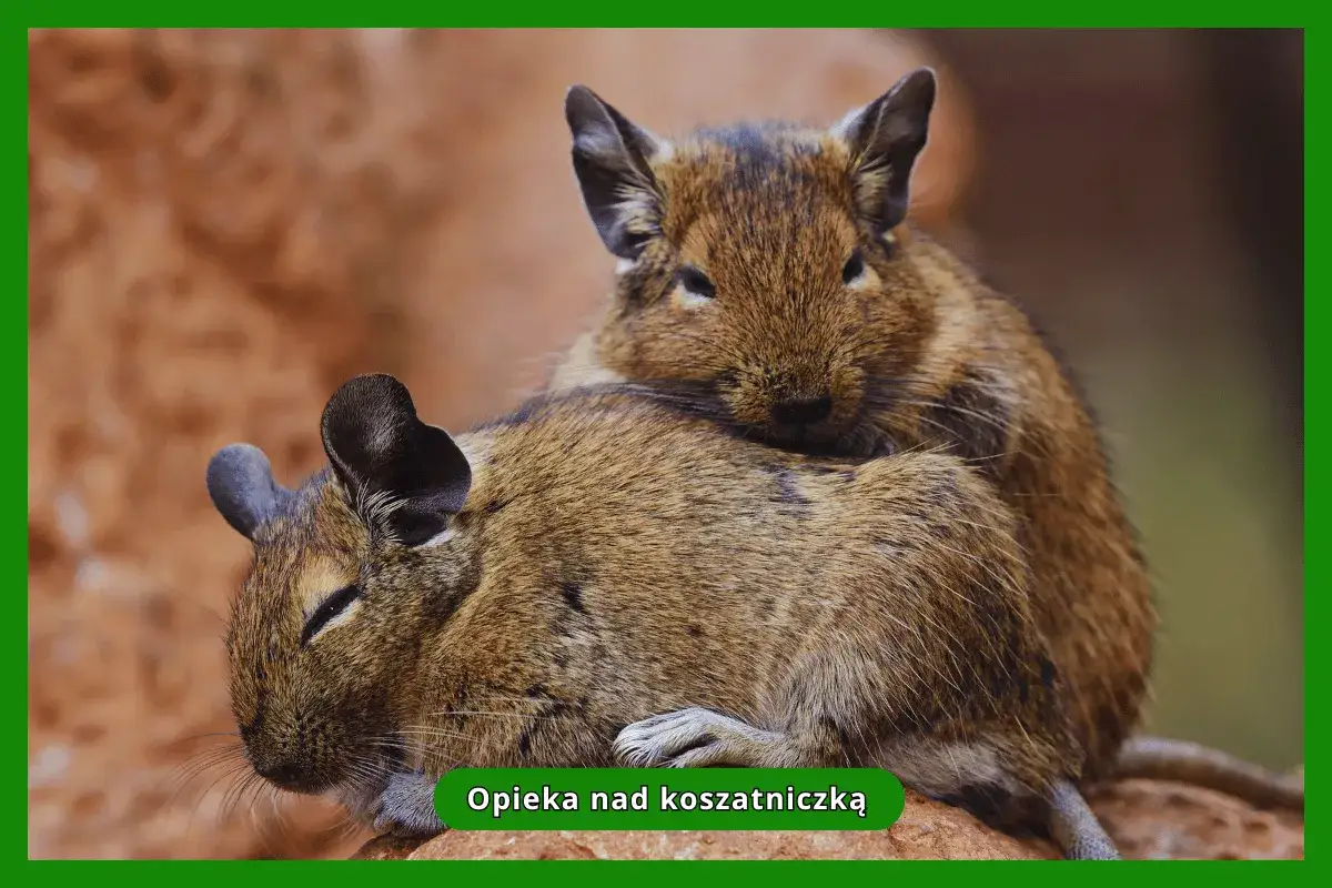 Dwie koszatniczki domowe przytulają się do siebie. Jedna z nich leży na drugiej, tworząc ciepły kłębek futerka.