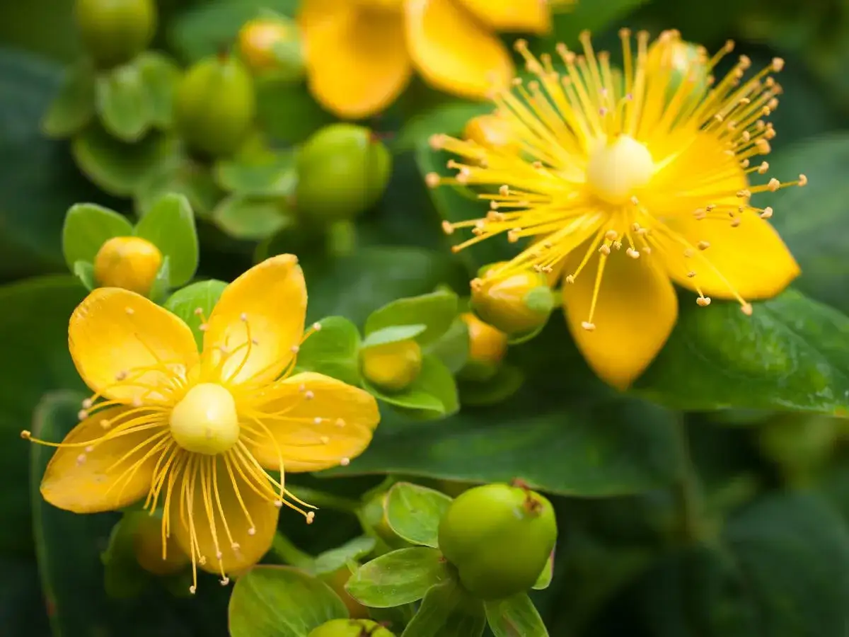 Zwei leuchtend gelbe Blüten der Johanniskraut Pflanze mit vielen Staubgefäßen und grünen Knospen.