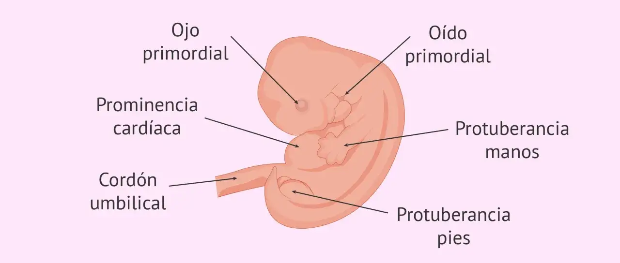 Ilustraci&oacute;n de c&oacute;mo es un beb&eacute; de 6 semanas, con ojo, o&iacute;do, prominencia card&iacute;aca, cord&oacute;n umbilical, y protuberancias de manos y pies.