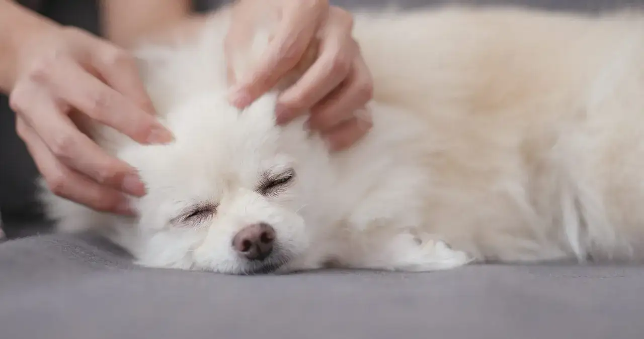 Manos acariciando la cabeza de un perro blanco, disfrutando de masajes para perros relajantes.
