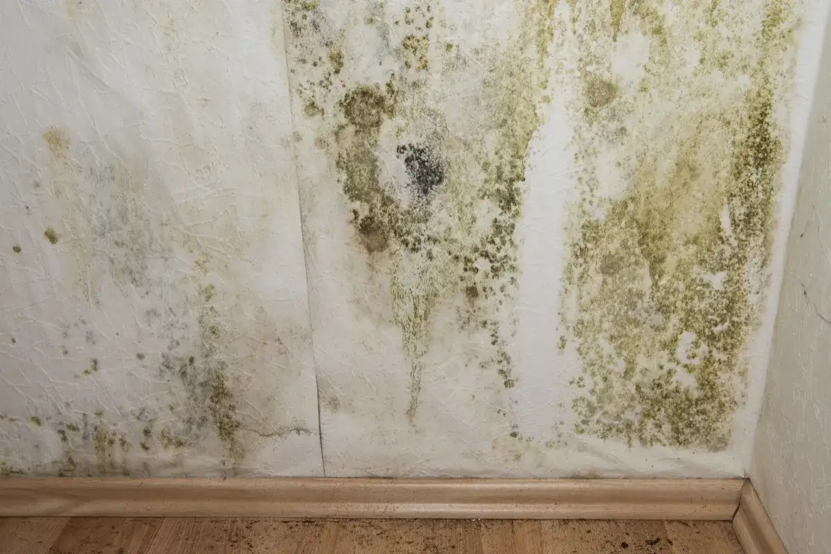 Moisissure verte et noire sur un mur blanc, signe d'un problème d'humidité dans la maison. Le papier peint est taché et décoloré.