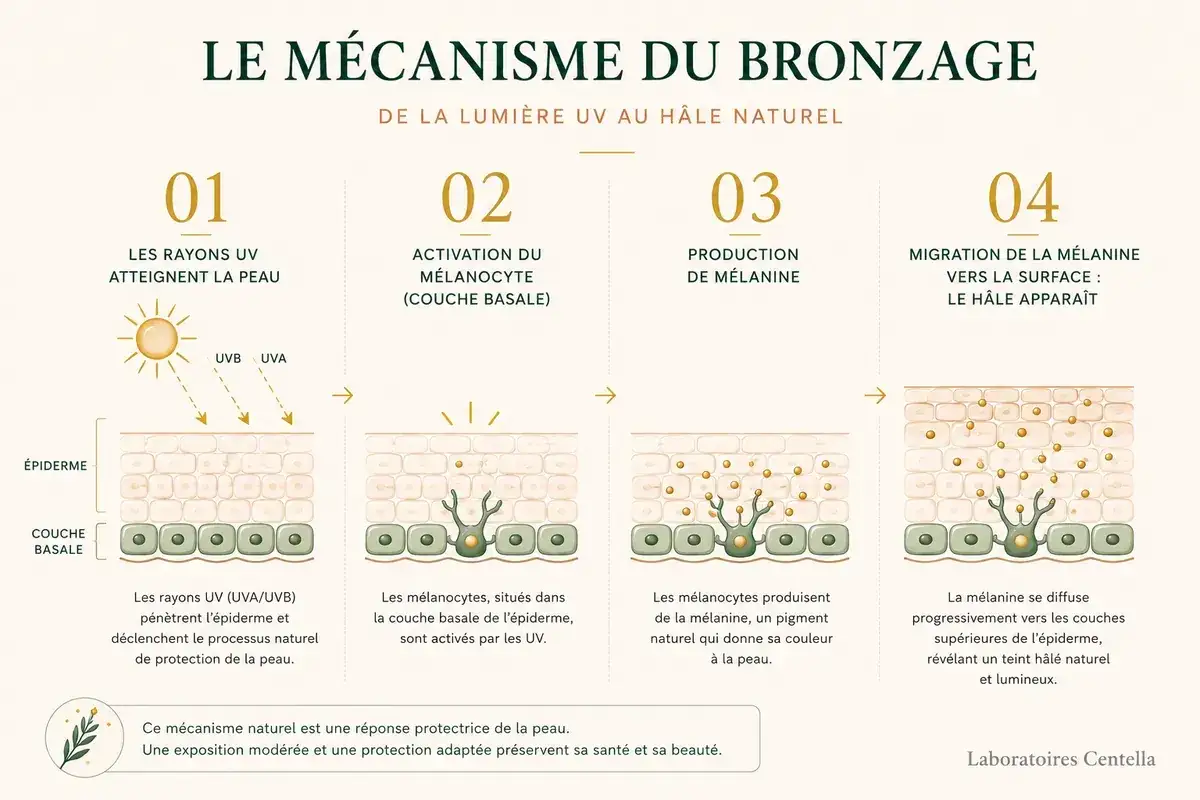 Le bronzage naturel : les UV activent les mélanocytes qui produisent de la mélanine. Ce pigment migre vers la surface, donnant un hâle. Combien de temps dure un bronzage dépend de ce mécanisme.
