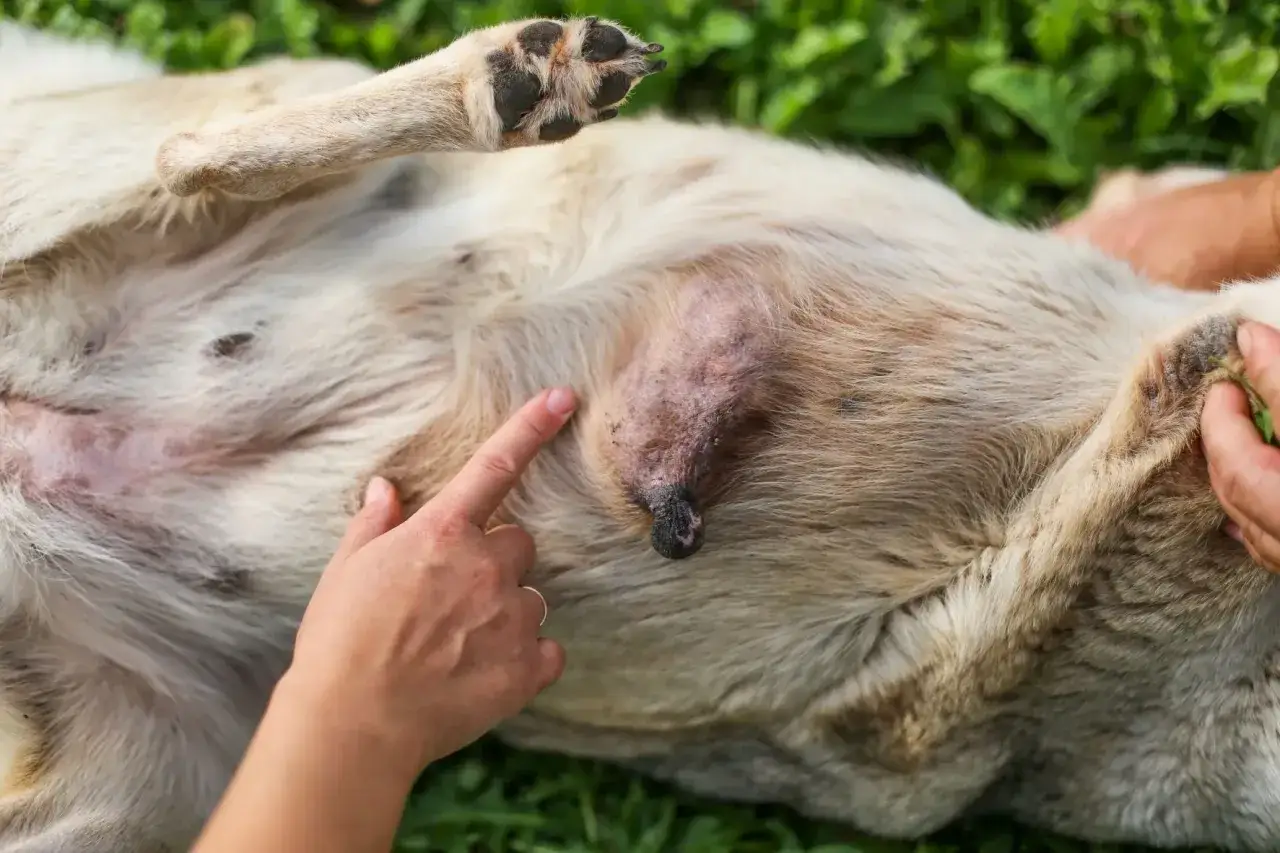 Ein Finger zeigt auf einen Mammatumor bei einem Hund im Anfangsstadium.