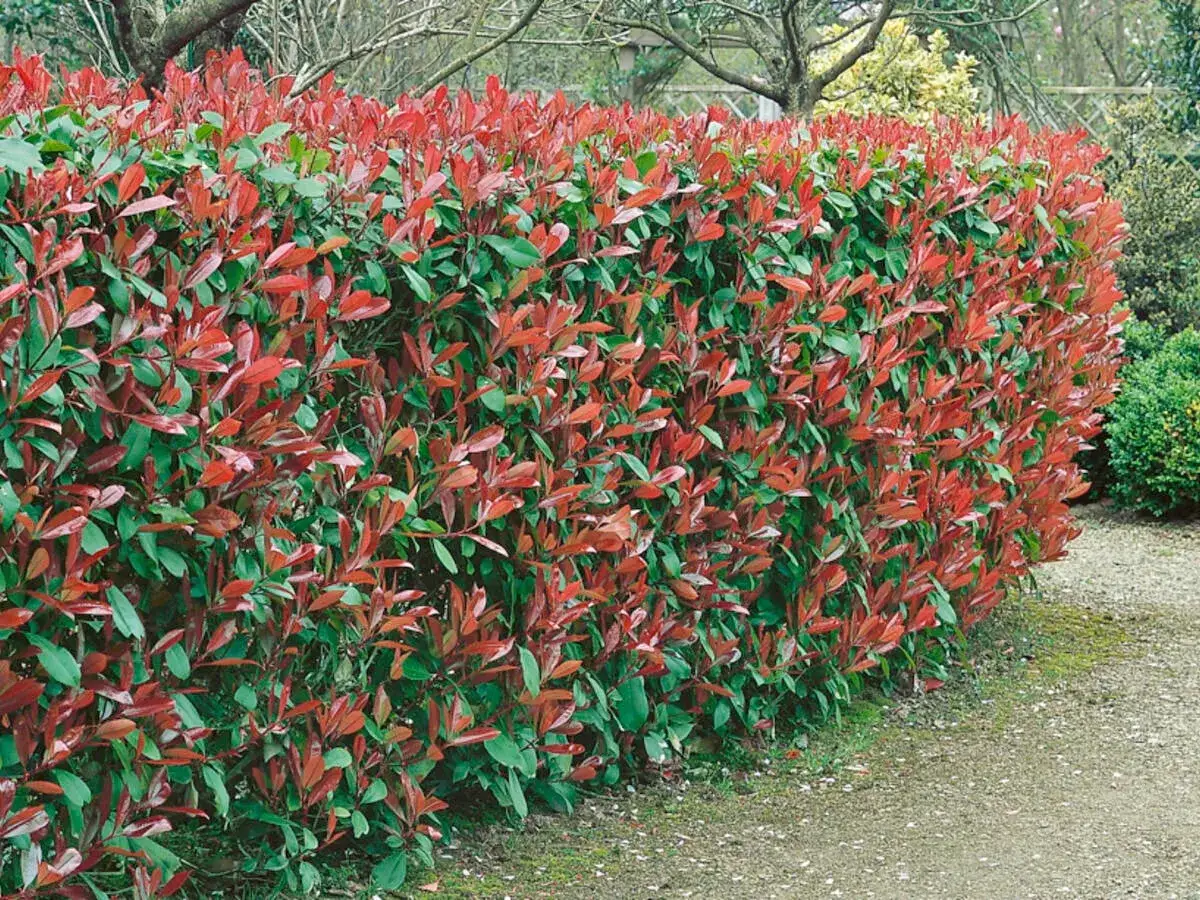Eine dicht gewachsene, langsam wachsende Hecke mit leuchtend roten und grünen Blättern, die einen schönen Kontrast bildet.