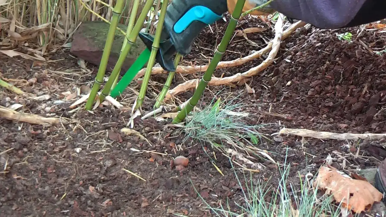 Mit einer grünen Gartenschere wird Bambus entfernt. Die Stängel sind dick und grün, der Boden ist mit Rindenmulch bedeckt.