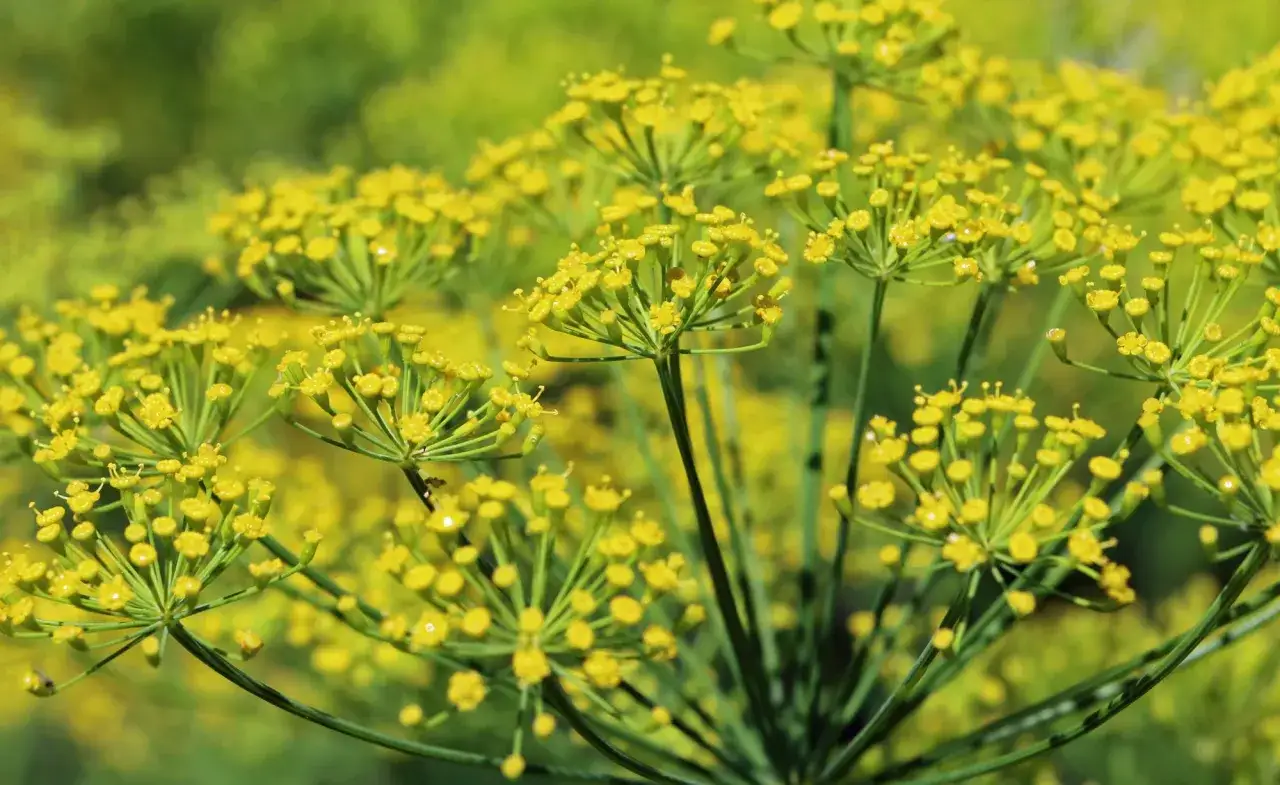 Nahaufnahme von gelben Fenchelbl&uuml;ten, bereit zum Fenchel ernten.