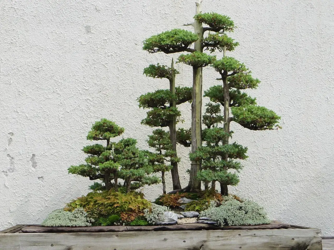 Miniaturowy las bonsai na drewnianej desce. Inspiracja, jak zacząć swoją przygodę z bonsai.