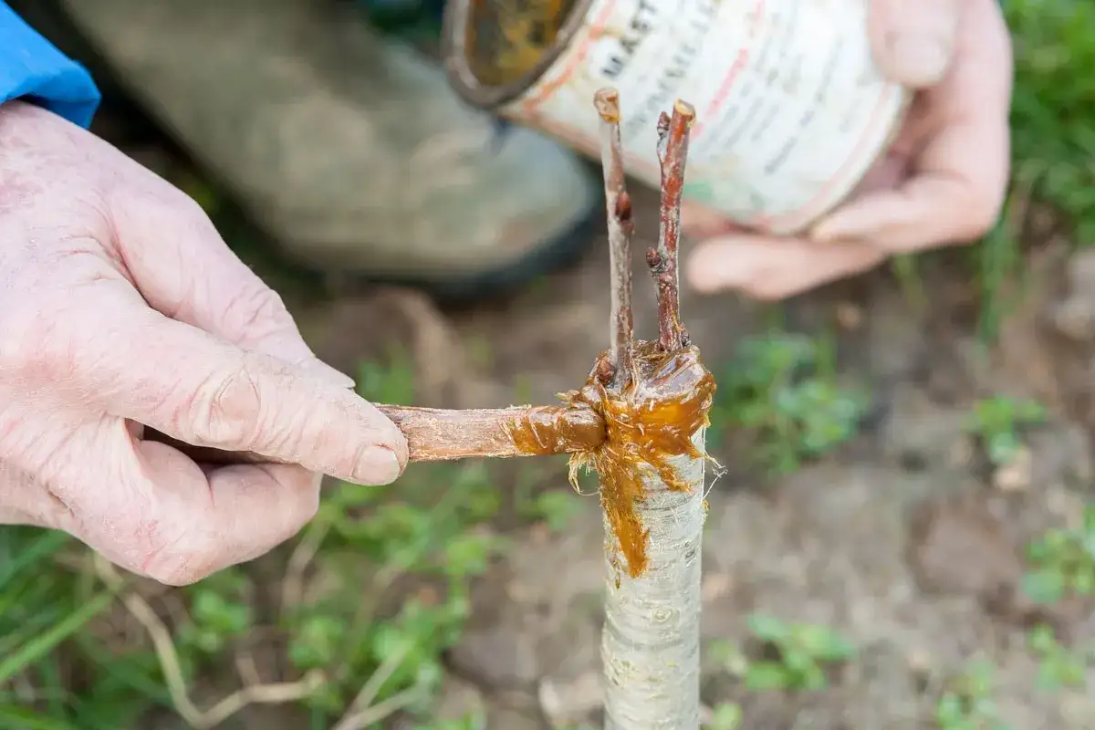 Main d'un jardinier appliquant un mastic de greffage pour greffer un cerisier. La greffe est en cours de r&eacute;alisation.