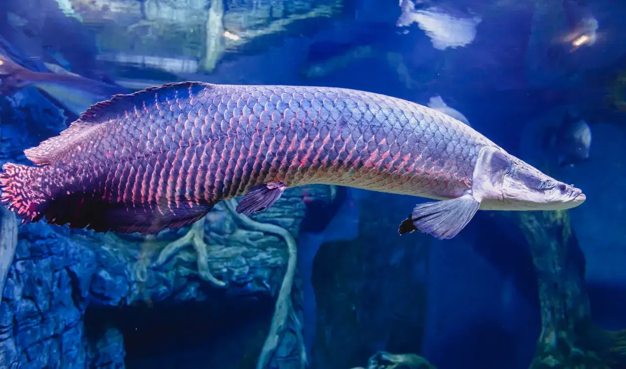 Ogromna ryba arapaima, jedna z największych ryb słodkowodnych, pływa w akwarium. Jej łuski mienią się w odcieniach fioletu i r&oacute;żu.