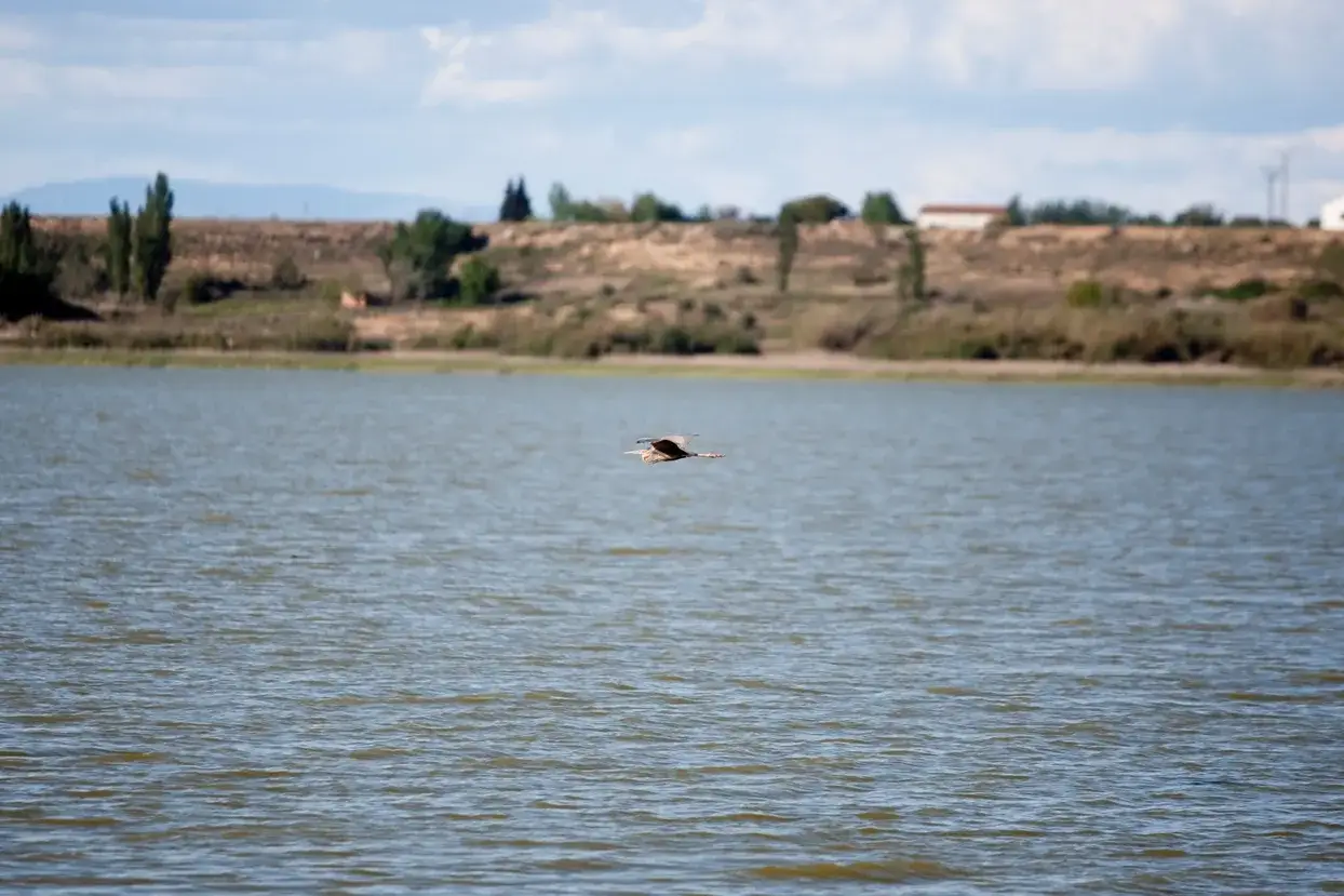 Ave volando sobre un lago en el desierto de Monegros, con colinas secas y vegetaci&oacute;n al fondo.
