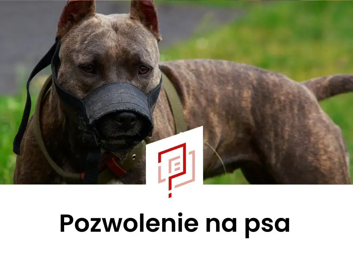 Pies rasy pitbull w kagańcu, z widocznym logo i napisem