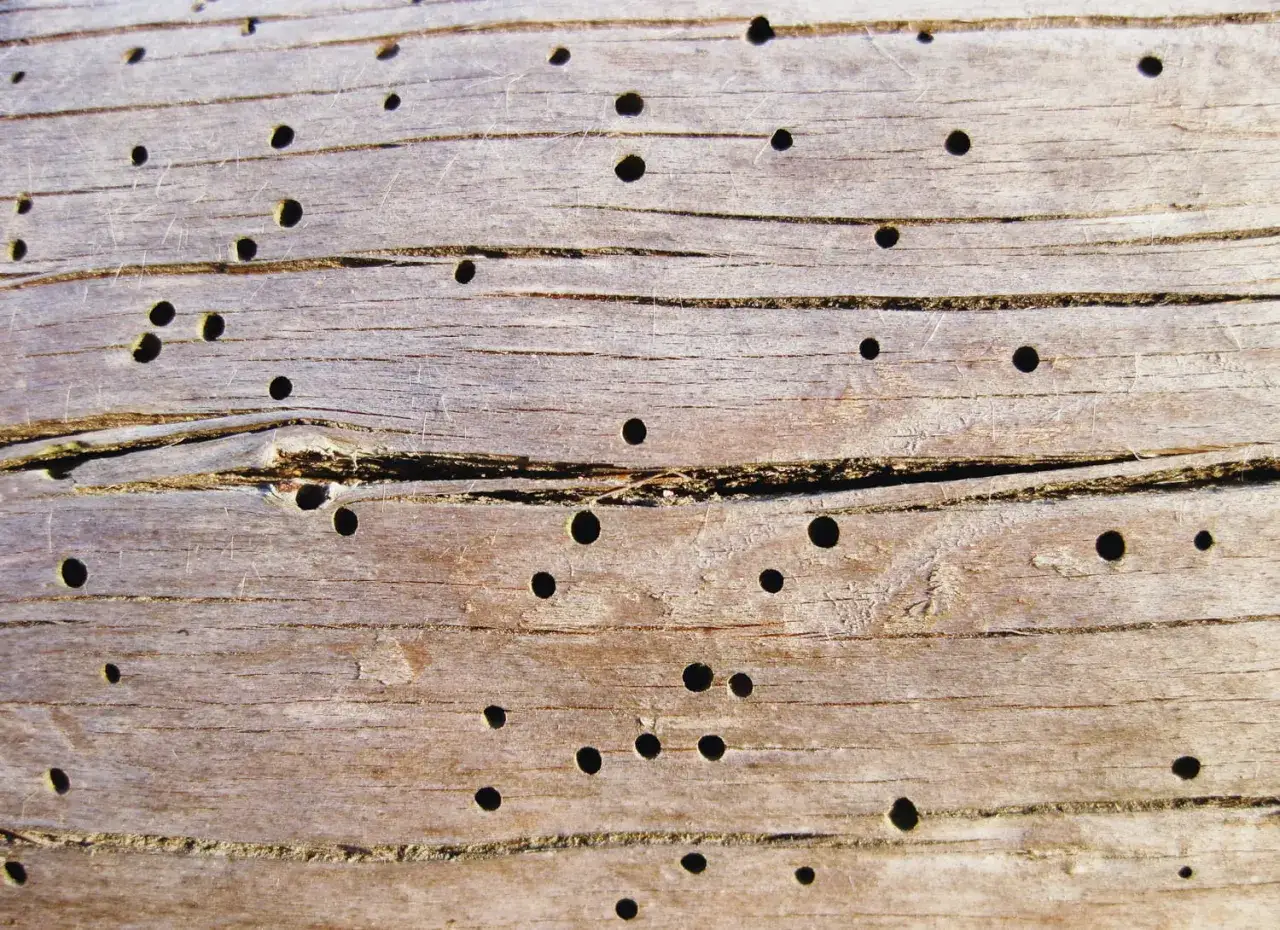 Surface d'un bois vieilli, criblé de trous ronds, traces d'une vrillette marron insecte maison.
