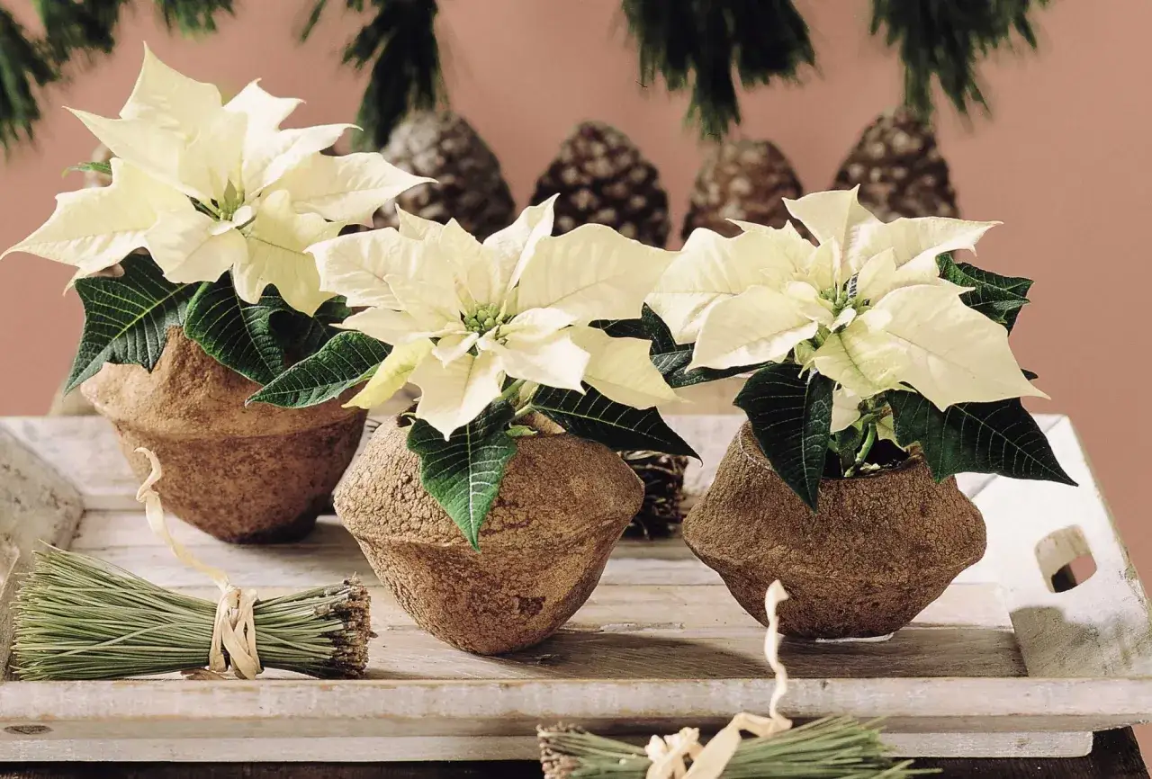Tre stelle di Natale bianche in vasi rustici, un'anticipazione di quando fiorisce la stella di Natale, con pigne e rametti di pino.