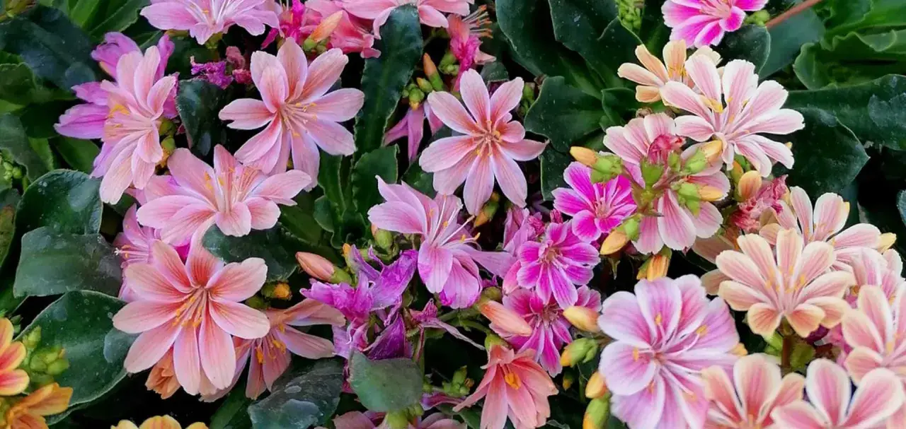 Fiori rosa e fucsia di piante grasse da esterno che fioriscono, con petali sottili e stami gialli, su sfondo di foglie verdi scure.