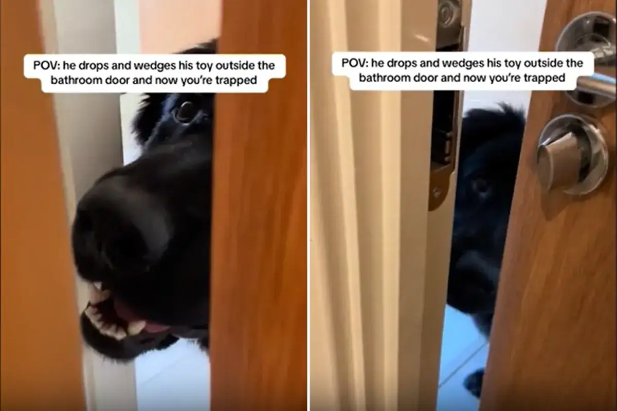 Mon chien me colle plus que d'habitude, il a coincé son jouet dans la porte de la salle de bain. Je suis piégé avec lui !