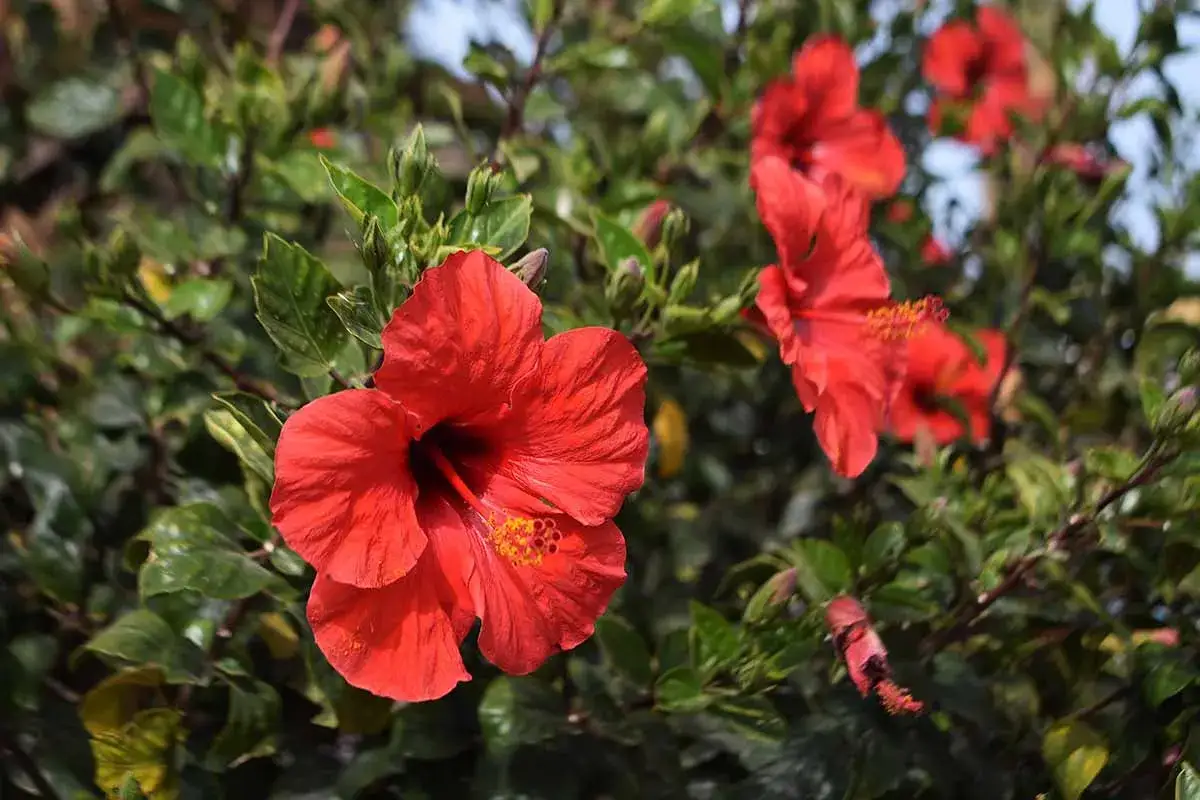 Czerwone hibiskusy kwitną bujnie, świadcząc o udanej uprawie.