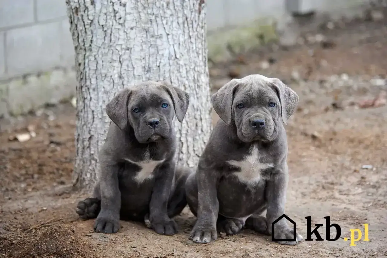 Dwa szczenięta cane corso z niebieskimi oczami siedzą przy drzewie. Zastanawiasz się, ile kosztuje cane corso?