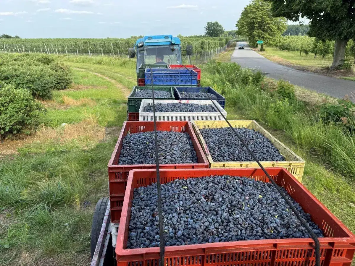 Tractor z przyczepą pełną skrzynek z jagodą kamczacką po zbiorach. Uprawa jagody kamczackiej w pełni sezonu.