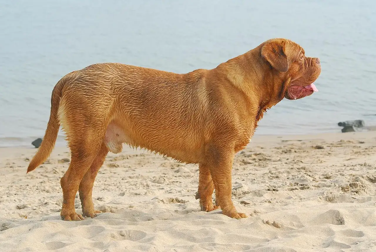 Mokry dog z bordeaux stoi na plaży, patrząc w stronę wody.